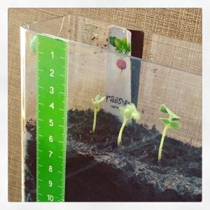 Miniature vegetable garden.