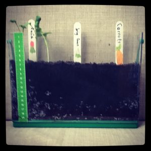 Kids vegetable garden at 9 days' growth.