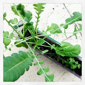 Gardening activities for kids: mini vegetable garden.
