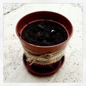 Gardening activities for kids: growing sunflowers.